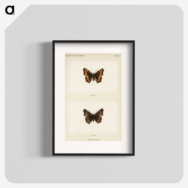 1-54_Moths-and-Butterflies-of-the-United-States_blk