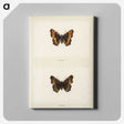 1-54_Moths-and-Butterflies-of-the-United-States_canvas