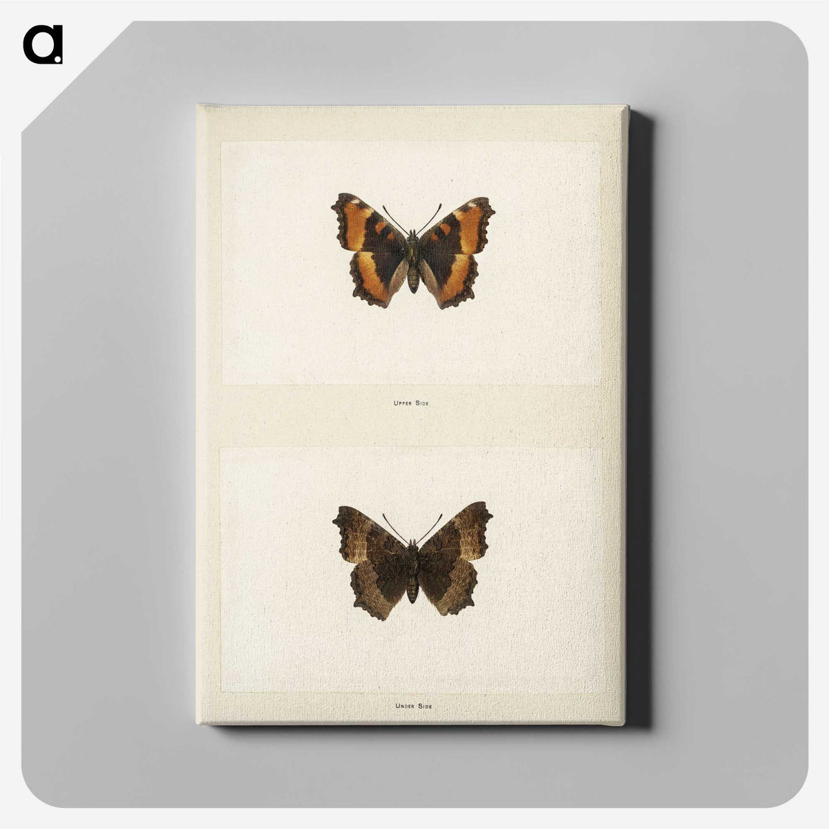 1-54_Moths-and-Butterflies-of-the-United-States_canvas