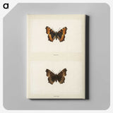 1-54_Moths-and-Butterflies-of-the-United-States_canvas