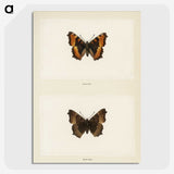 1-54_Moths-and-Butterflies-of-the-United-States_picture-crop