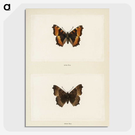 1-54_Moths-and-Butterflies-of-the-United-States_picture-crop