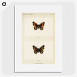 1-54_Moths-and-Butterflies-of-the-United-States_picture