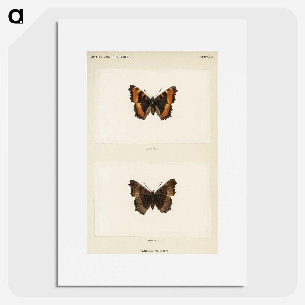 1-54_Moths-and-Butterflies-of-the-United-States_picture