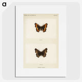1-54_Moths-and-Butterflies-of-the-United-States_picture