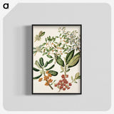 1-54_Native-Flowering-Plants-of-New-Zealand_blk-crop