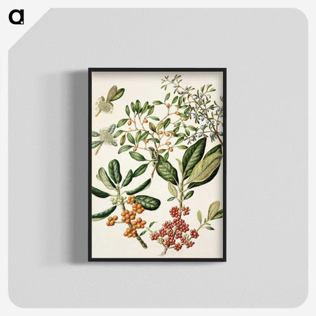 1-54_Native-Flowering-Plants-of-New-Zealand_blk-crop