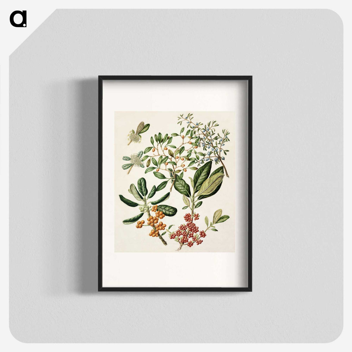 1-54_Native-Flowering-Plants-of-New-Zealand_blk