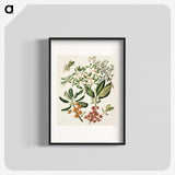 1-54_Native-Flowering-Plants-of-New-Zealand_blk