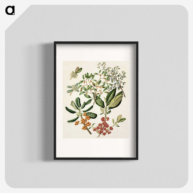 1-54_Native-Flowering-Plants-of-New-Zealand_blk