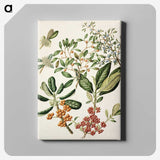 1-54_Native-Flowering-Plants-of-New-Zealand_canvas