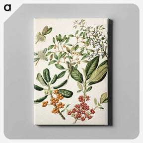 1-54_Native-Flowering-Plants-of-New-Zealand_canvas