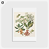 1-54_Native-Flowering-Plants-of-New-Zealand_hagaki