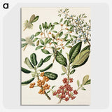 1-54_Native-Flowering-Plants-of-New-Zealand_picture-crop