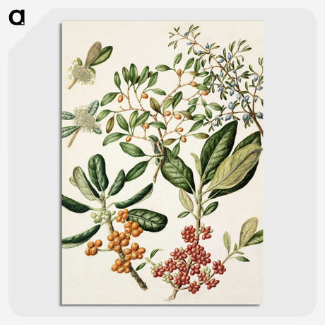 1-54_Native-Flowering-Plants-of-New-Zealand_picture-crop
