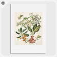 1-54_Native-Flowering-Plants-of-New-Zealand_picture