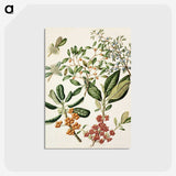 1-54_Native-Flowering-Plants-of-New-Zealand_postcard