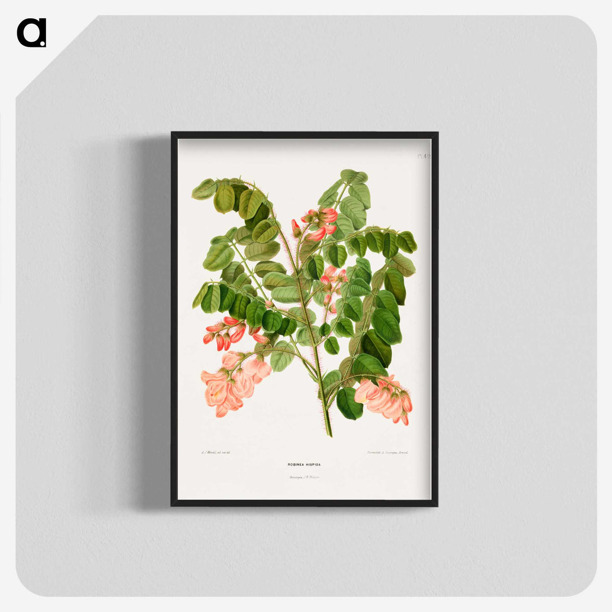 1-54_Nederlandsche-Flora-en-Pomona_blk-crop