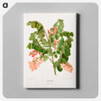 1-54_Nederlandsche-Flora-en-Pomona_canvas