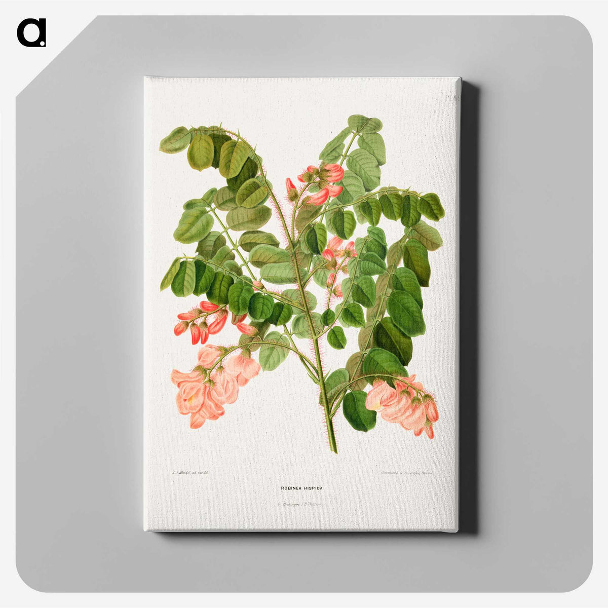 1-54_Nederlandsche-Flora-en-Pomona_canvas