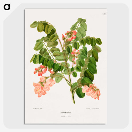 1-54_Nederlandsche-Flora-en-Pomona_picture-crop