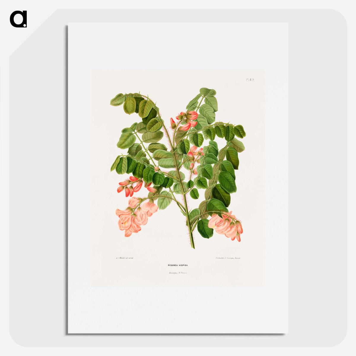 1-54_Nederlandsche-Flora-en-Pomona_picture