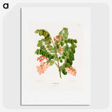 1-54_Nederlandsche-Flora-en-Pomona_picture