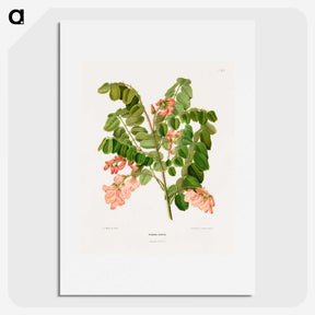 1-54_Nederlandsche-Flora-en-Pomona_picture