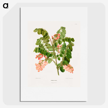 1-54_Nederlandsche-Flora-en-Pomona_picture