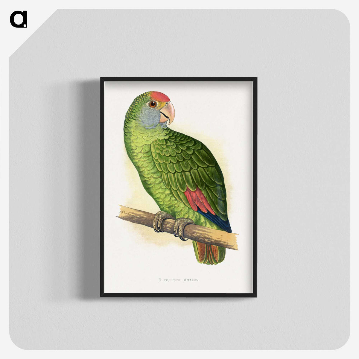 1-54_Parrots-in-Captivity_blk-crop