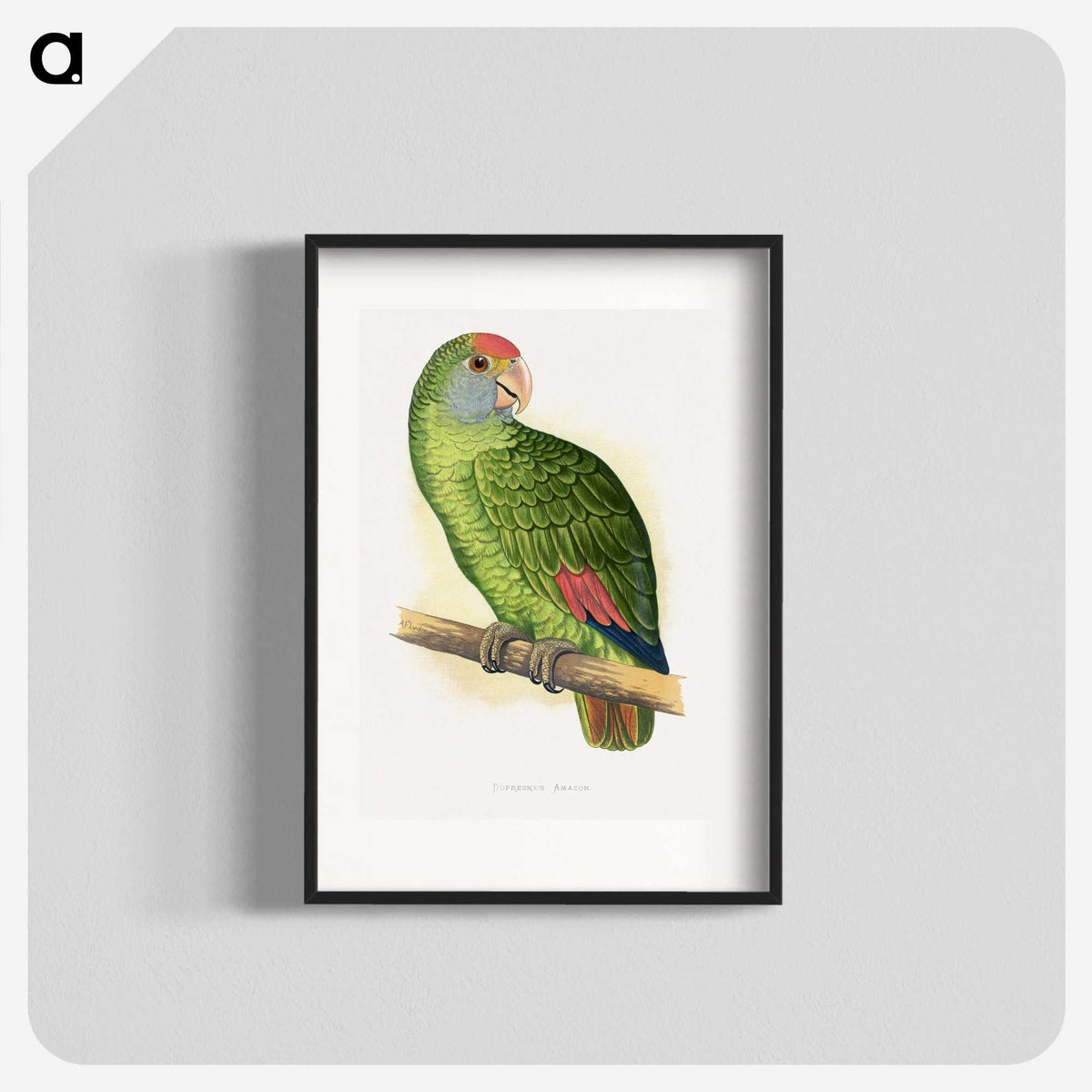 1-54_Parrots-in-Captivity_blk