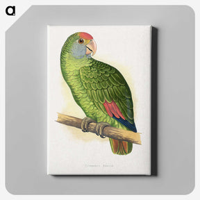 1-54_Parrots-in-Captivity_canvas