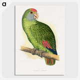 1-54_Parrots-in-Captivity_picture-crop