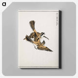 アートパネル-Yellow-throated Bunting Illustration
 - 鳥類図鑑 Canvas.