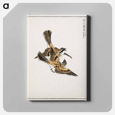 アートパネル-Yellow-throated Bunting Illustration
 - 鳥類図鑑 Canvas.
