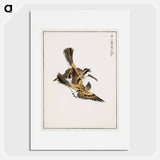 アートポスター-Yellow-throated Bunting Illustration
 - 鳥類図鑑 Poster.