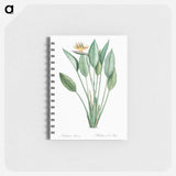 Bird of paradise illustration - ピエール ジョゼフ ルドゥーテ Memo.