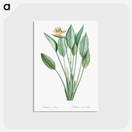 アートポストカード-Bird of paradise illustration - ピエール ジョゼフ ルドゥーテ Postcard.