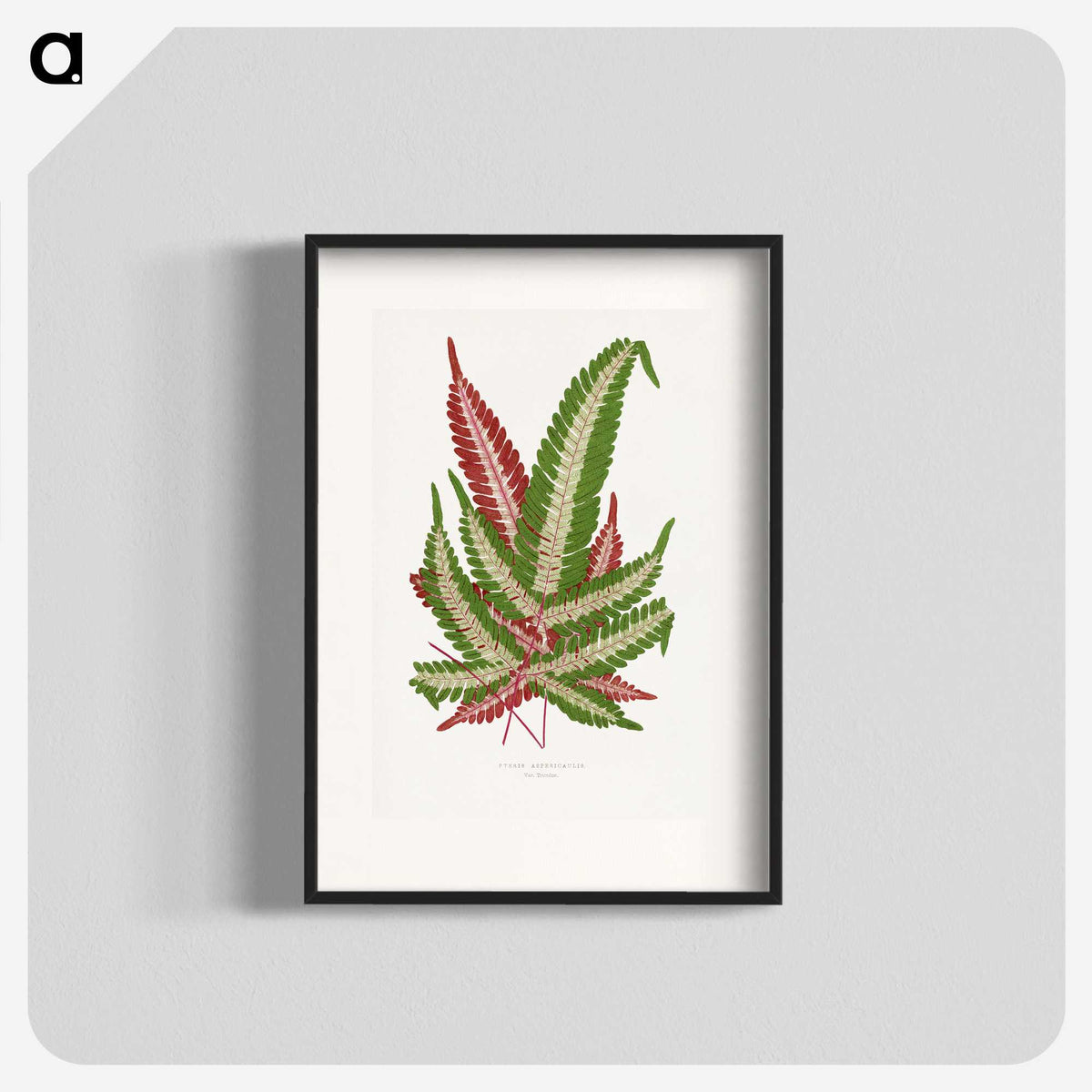 1-54_Plants-with-Colored-Foliage_blk