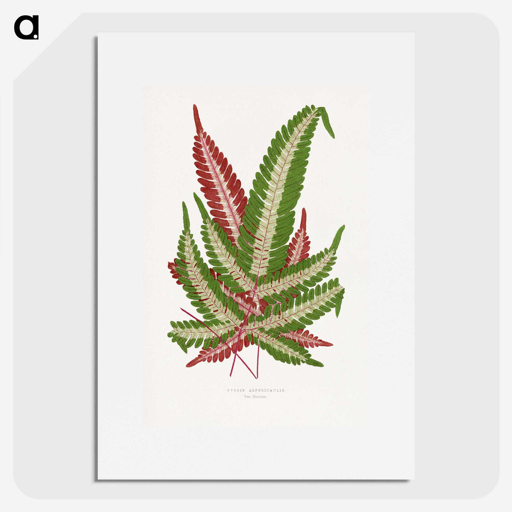 1-54_Plants-with-Colored-Foliage_picture
