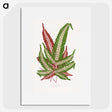 1-54_Plants-with-Colored-Foliage_picture