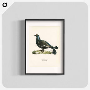 アートポスター-Black Grouse
 - スヴェンスカ フォグラル Poster.