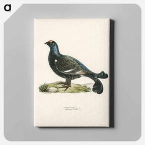 アートパネル-Black Grouse
 - スヴェンスカ フォグラル Canvas.