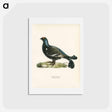 アートポストカード-Black Grouse
 - スヴェンスカ フォグラル Postcard.