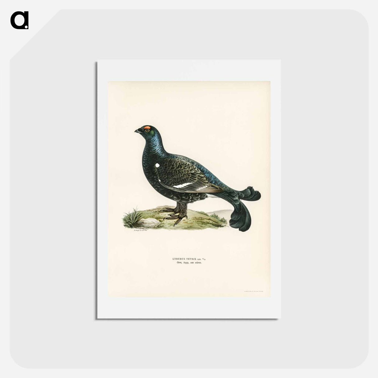 アートポストカード-Black Grouse
 - スヴェンスカ フォグラル Postcard.