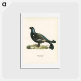 アートポストカード-Black Grouse
 - スヴェンスカ フォグラル Postcard.