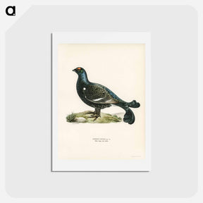 アートポストカード-Black Grouse
 - スヴェンスカ フォグラル Postcard.