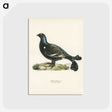 1-54_Svenska-Faglar_postcard