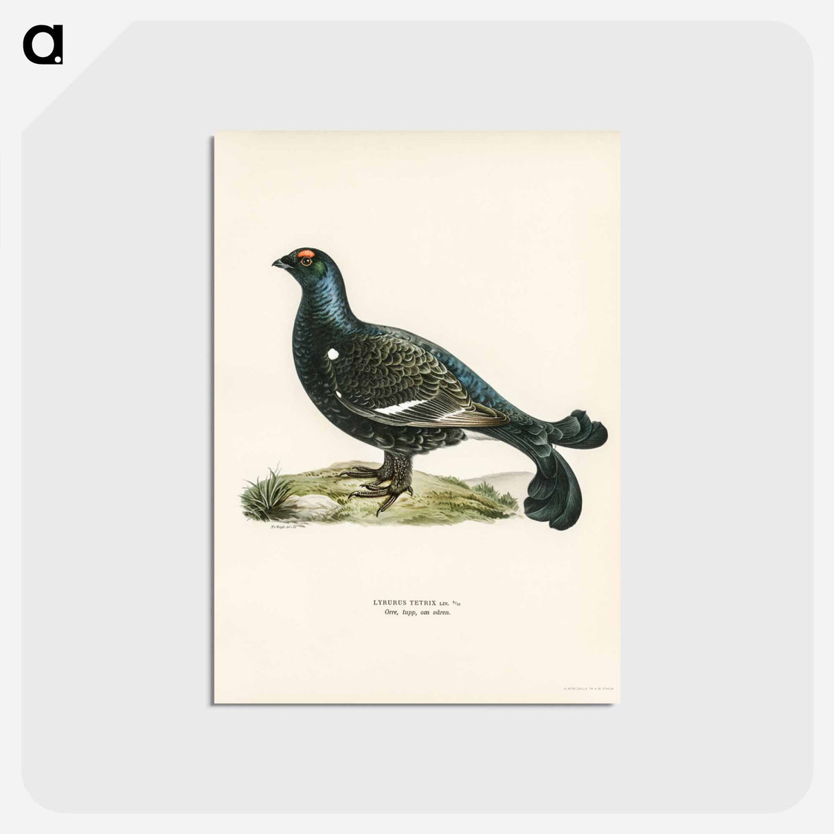 アートポストカード-Black Grouse
 - スヴェンスカ フォグラル Postcard.