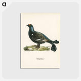 アートポストカード-Black Grouse
 - スヴェンスカ フォグラル Postcard.